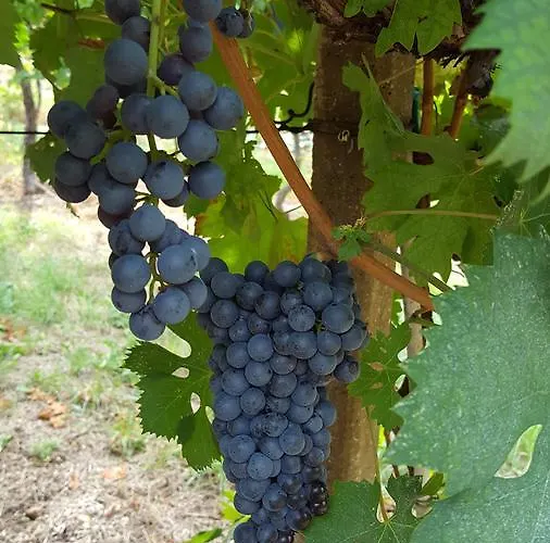 Oda ve Kahvaltı Corte Galo Tregnago